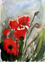 Mohn, Gouache, 2009